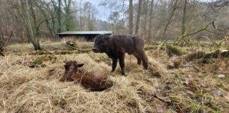 “Nettmann” oder “Nieselregen” haben es nicht geschafft: Rinder-Zwillinge haben jetzt diese Namen Die beiden Zwillinge. Foto: Kreis ME