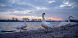 Glatte Straßen zum Wochenstart in NRW Zum Wochenstart könnte es auf den Straßen NRWs glatt werden.