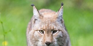 Anstehende Luchs-Hochzeit im Wuppertaler Zoo Von Luchsen gibt es nur kleine Populationen in Mitteleuropa. (Symbolbild)