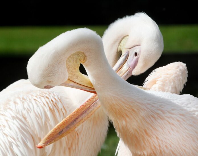 Besondere Aktionen zum Valentinstag im Zoo Tierische Liebe: Zum Valentinstag bieten mehrere NRW-Zoos spezielle Führungen an. (Symbolbild)
