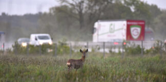 Wildunfälle: Nach Zeitumstellung besonders aufpassen In der Dämmerung sollte man besonders aufmerksam sein. Foto: Kapuhs/DJV