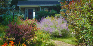 Aus grauen Flächen kann man klimaangepasste Blühstreifen machen. Foto: VZ NRW/adpic