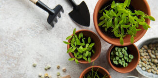 Alte Pflanzensorten für den Balkon: Welche Schätze Saatgutbibliotheken bergen Mit alten Pflanzensorten kann man den Balkon klimaangepasst gestalten. Foto: VZ NRW/adpic