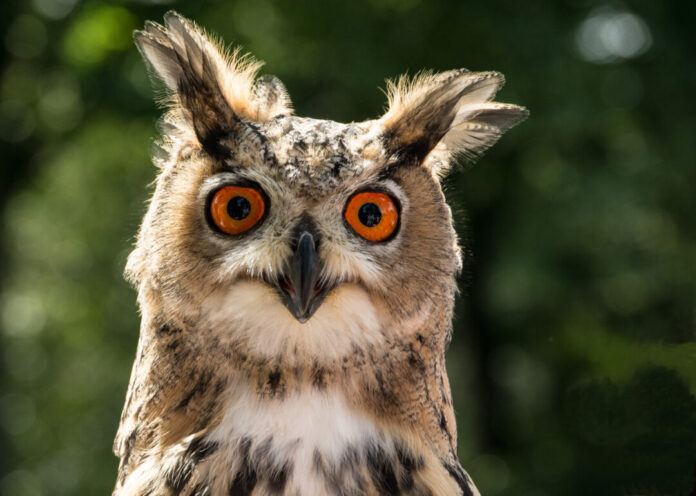 Titelbild_Eule-Dieter-Anders „Soweit das Auge reicht“ lautet das Motto der Ausstellung. Foto: Dieter Anders