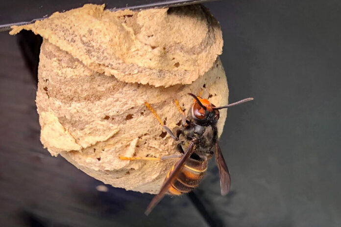 VespaVelutina_dieGefahr