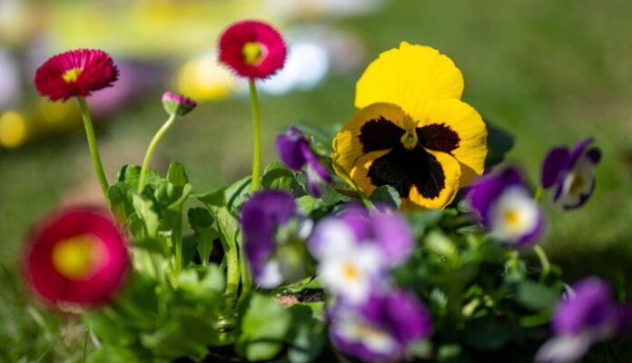 Frühlingsblumen In Ratingen zeigt sich im Jubiläumsjahr eine Blütenpracht besonderer Art. Foto: Monika Skolimowska/dpa