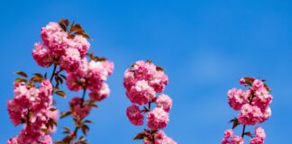 Bonner Kirschblüte lässt noch auf sich warten Wegen der zuletzt niedrigeren Temperaturen lässt die volle Blüte noch ein paar Tage auf sich warten. (Archivbild)