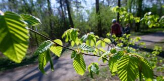 Woche startet sonnig und mild – Umschwung am Mittwoch Sonnenschein und lichtes Grün im Kölner Stadtwald. Die Woche startet mild, am Mittwoch kommt ein Wetterumschwung.