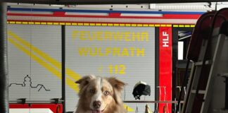 Wülfraths Feuerwehr hat jetzt eine Rettungshundestaffel Rettungshunde verstärken die Wülfrather Feuerwehr. Foto: Stadt Wülfrath