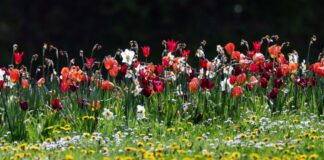 Montag etwas trüb – Dienstag wieder sonnig Auf einem Wildblumenbeet blühen Tulpen und Narzissen und im Vordergrund Löwenzahn und Gänseblümchen.