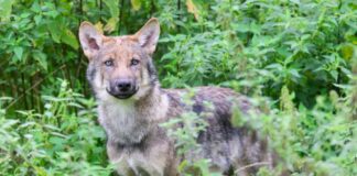 Ein junger Wolf steht im Gehege im Wisentgehege Springe. (Symbolfoto)