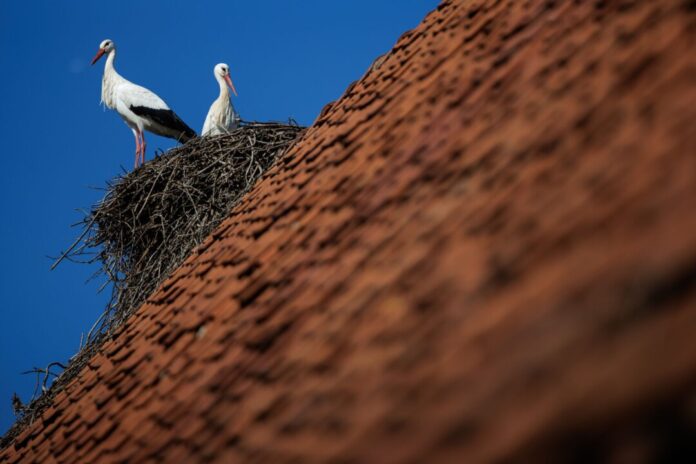 Klapperstörche Ein Weißstorch-Paar steht bei blauem Himmel in seinem Horst. Petershagen im Kreis Minden-Lübbecke gilt mit seinen zahlreichen Horsten als Storchenhauptstadt von Nordrhein-Westfalen.