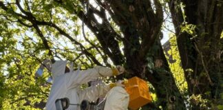 Ein Imker siedelte die Bienen mit Hilfe der Feuerwehr um.