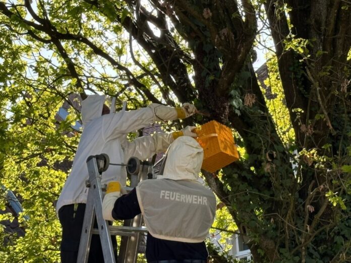 Bienenvolk von Spielplatz umgesiedelt Ein Imker siedelte die Bienen mit Hilfe der Feuerwehr um.
