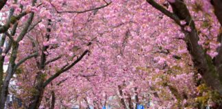 Bonner Kirschblüten blühen zum Osterwochenende Zahlreiche Spaziergänger strömen in die Gassen, um die Blüten zu sehen.