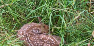 Stille schützt Leben Ducken und Tarnen schützt vor Fressfeinden. (Bild: Rolfes/DJV)