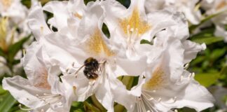 Das Wetter soll in den kommenden Tagen frühlingshaft bleiben.