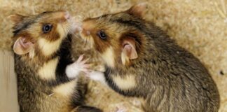 Hochzeitsnacht für Feldhamster – «Wir simulieren Frühling» Geht das gut? Ein paarungsbereites Weibchen und ein ausgewähltes Männchen sollen für Feldhamster-Nachwuchs sorgen.