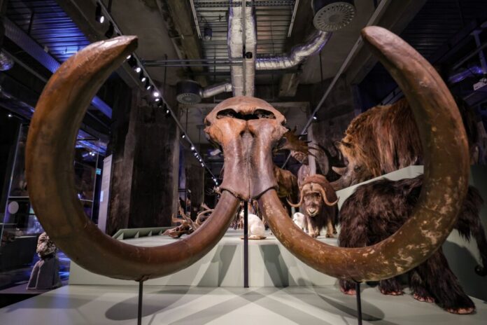 Ausstellung "Überleben in der Eiszeit" im Ruhr Museum Essen Der Schädel eines Mammuts - 1975 im Münsterland entdeckt - ist eines der Highlights der neuen Eiszeit-Ausstellung in Essen.