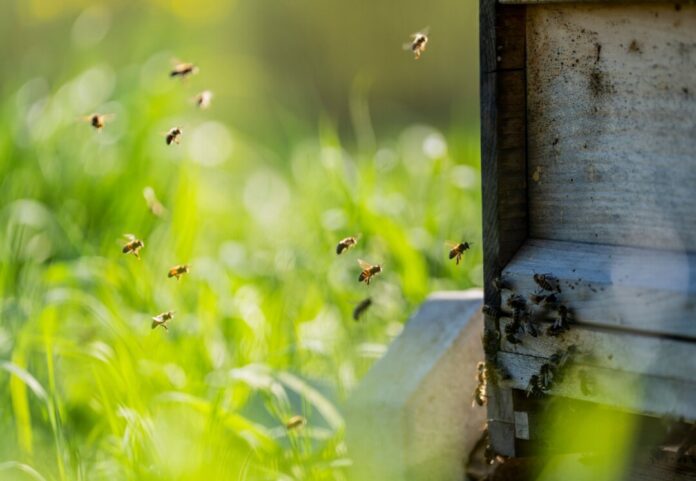 Honigbienen Gefahr im Anflug? Honigreste im Altglascontainer sind ein Problem (Archivbild)
