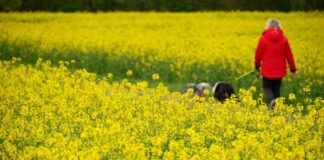 Regen und Wolken zum Wochenstart in NRW Am Montag gibt es Regen, dann wird es immer freundlicher in NRW.