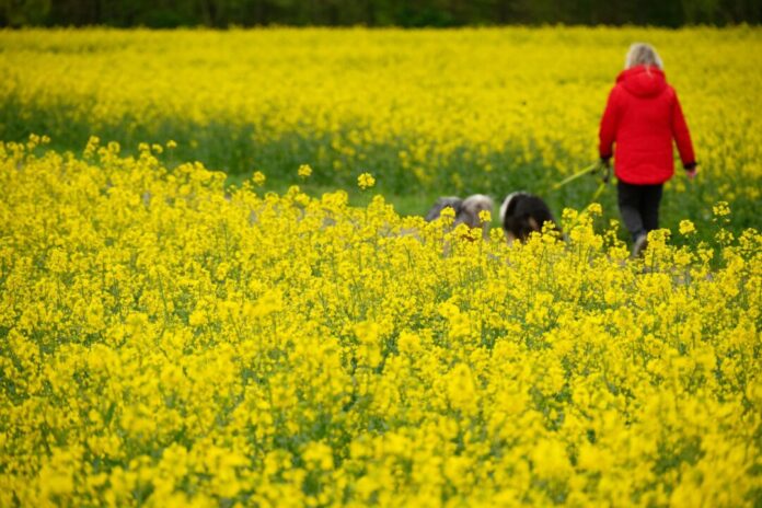 Rapsblüte Am Montag gibt es Regen, dann wird es immer freundlicher in NRW.