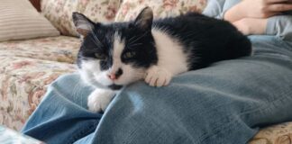 «Ich war sprachlos» – Katze Perla nach elf Jahren zu Hause Inzwischen kommt Perla von selbst, wenn jemand sitzt. «Dann kommt sie sofort, setzt sich auf den Schoß und will gestreichelt werden», sagt die Halterin. Allerdings lasse sie sich nur am Kopf berühren. «Weiter ist nicht erlaubt.» (Handout)