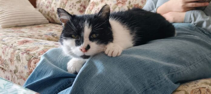 Katze Perla nach elf Jahren wieder zu Hause Inzwischen kommt Perla von selbst, wenn jemand sitzt. «Dann kommt sie sofort, setzt sich auf den Schoß und will gestreichelt werden», sagt die Halterin. Allerdings lasse sie sich nur am Kopf berühren. «Weiter ist nicht erlaubt.» (Handout)