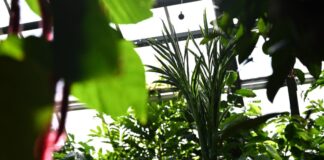 Der Nachfolger von Titanenwurz-Knolle «David» ist noch namenlos.