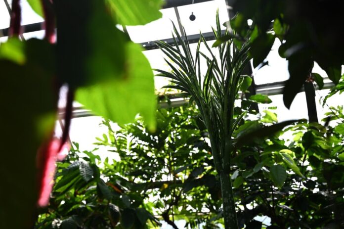 Neue Titanenwurz des Botanischen Gartens Rombergpark Der Nachfolger von Titanenwurz-Knolle «David» ist noch namenlos.