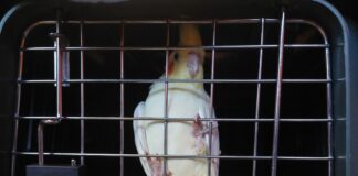 Der Papagei war durch eine geöffnete Balkontür ins fremde Wohnzimmer gelangt. 