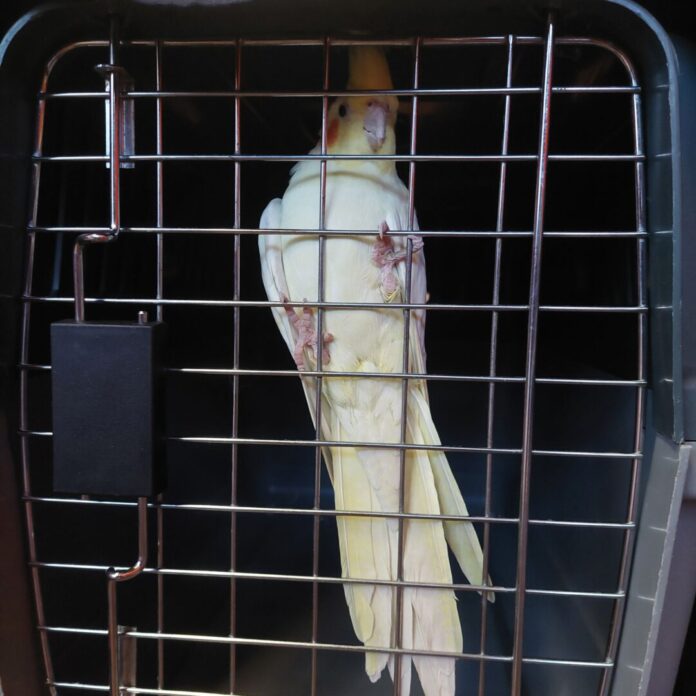 Feuerwehr beendet "Ausflug" eines Papageis Der Papagei war durch eine geöffnete Balkontür ins fremde Wohnzimmer gelangt.