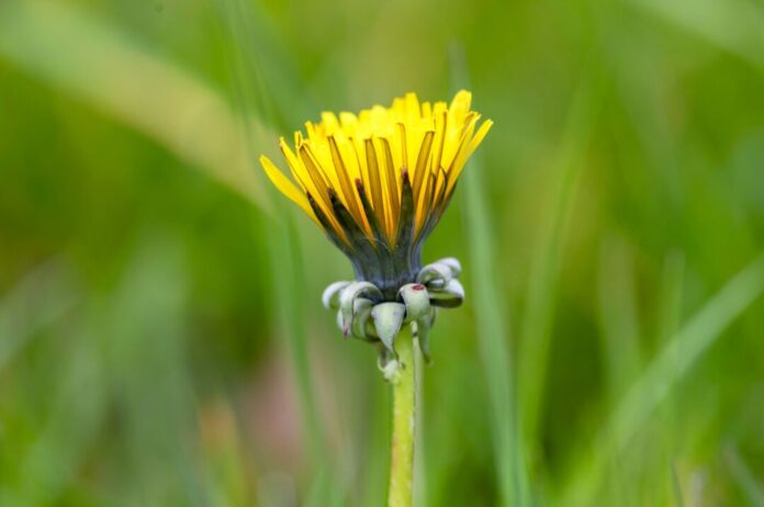 Wetter in Nordrhein-Westfalen - Röhndorf In den kommenden Tagen soll es in NRW sonnig werden. (Archivbild)