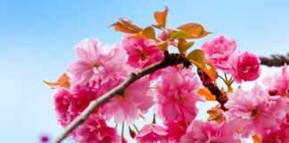 Zu Beginn der neuen Woche ist es in Nordrhein-Westfalen sonnig. (Symbolbild)