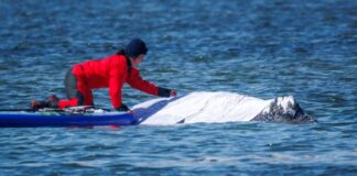 Auch in NRW wird über die Rettungsaktion für den Buckelwal diskutiert.