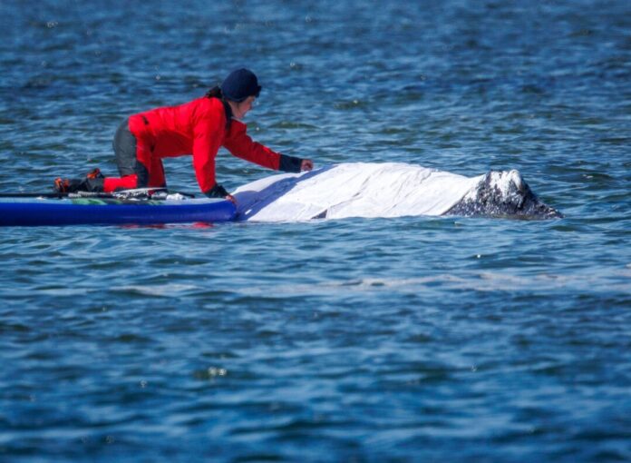 Buckelwal in der Ostsee Auch in NRW wird über die Rettungsaktion für den Buckelwal diskutiert.
