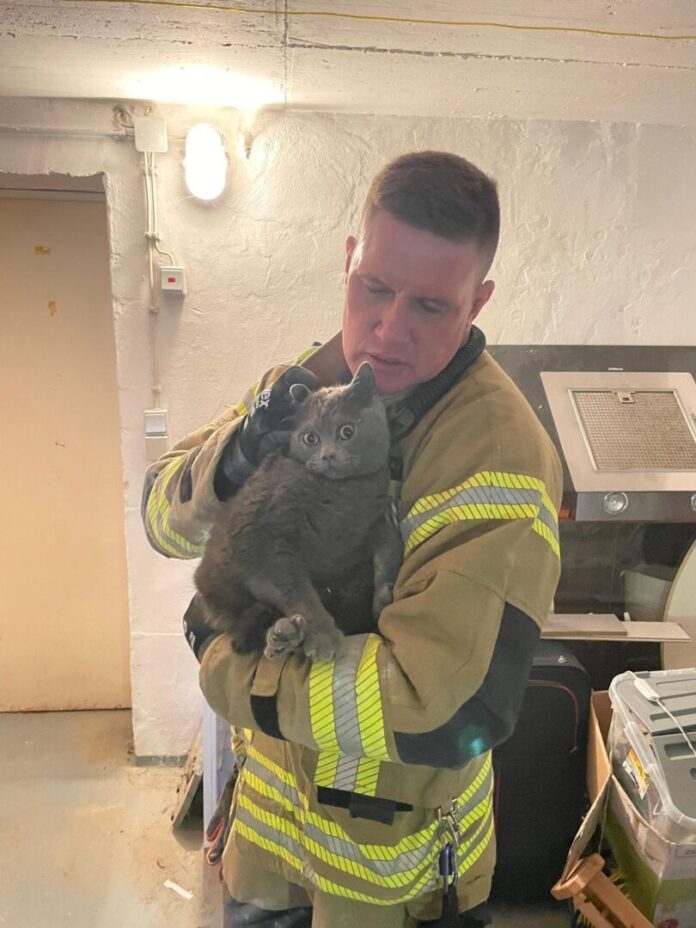 Katze aus Lüftungsschacht befreit Nach der Rettung hält ein Feuerwehrmann die Katze im Arm. (Foto Handout)