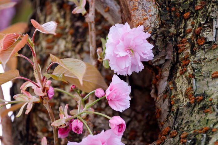 Bonner Kirschbäume blühen zum Osterwochenende In NRW wird es mild, aber auch mal nass. (Symbolbild)