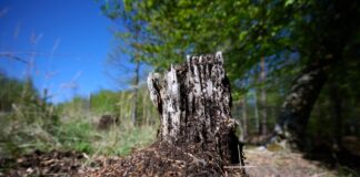 Ein Ameisenvolk hat sich an einem Baumstumpf gebildet.