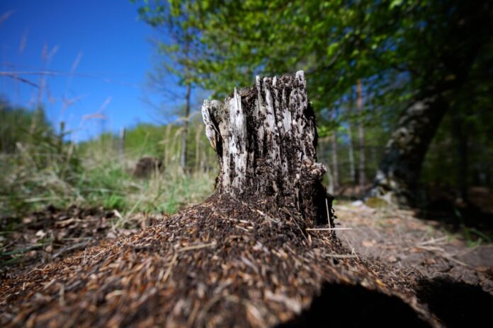 Wald Ein Ameisenvolk hat sich an einem Baumstumpf gebildet.