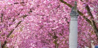 Rosa Rausch in Bonn: Kirschblüten-Pracht in der Altstadt Die Altstadt wurde wieder zum beliebten Fotomotiv.