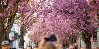 Besucher genießen den Blick auf die rosa Blütenpracht.