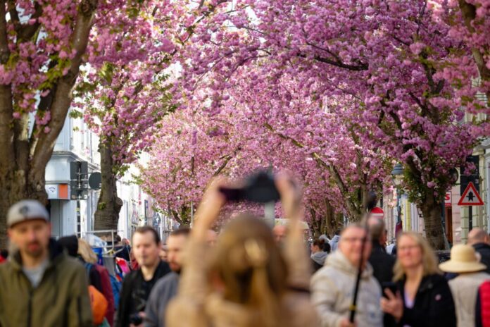 Bonn feiert die Kirschblüte Besucher genießen den Blick auf die rosa Blütenpracht.