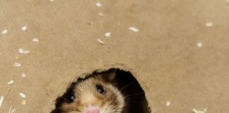 Erster Feldhamster-Nachwuchs des Jahres erwartet Ein Feldhamster-Weibchen beobachtet im NRW-Artenschutzzentrum aus der Öffnung der künstlichen Höhle die Umgebung.