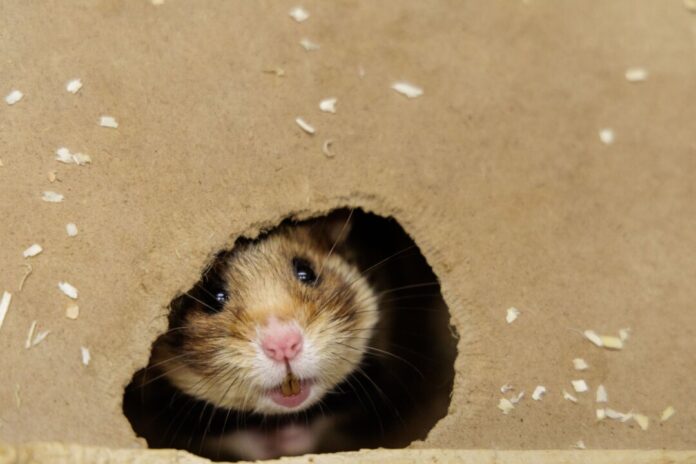 Feldhamster-Nachzucht Ein Feldhamster-Weibchen beobachtet im NRW-Artenschutzzentrum aus der Öffnung der künstlichen Höhle die Umgebung.