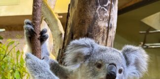 Abschied aus Dresden: Das 2024 geborene Koala-Jungtier zieht nach Duisburg um.