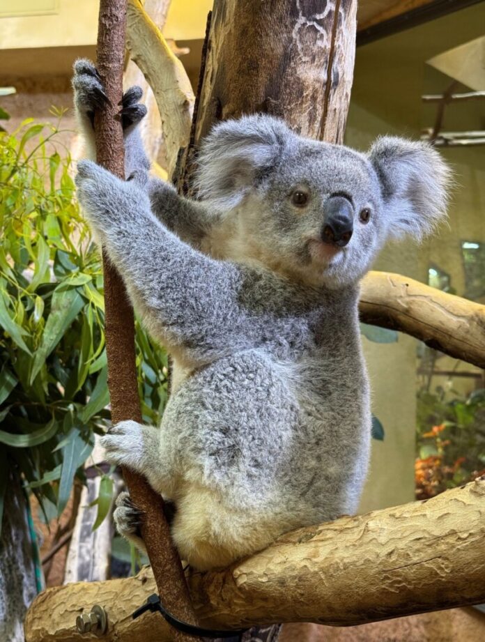 Koala-Weibchen Kiri zieht um Abschied aus Dresden: Das 2024 geborene Koala-Jungtier zieht nach Duisburg um.