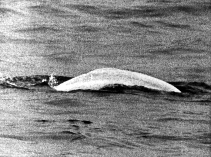 Sensation 1966 - Der weiße Wal im Rhein Weißer Wal im trüben Rhein: Fast einen Monat lang war Moby Dick 1966 zwischen Duisburg und Rheinland-Pfalz unterwegs.