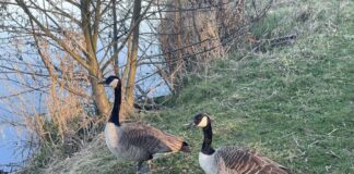 Zwei Kanadagänse in ihrem bevorzugten Lebensraum: einer Wiese am Wasser eines Sees. Foto: Stadt Ratingen