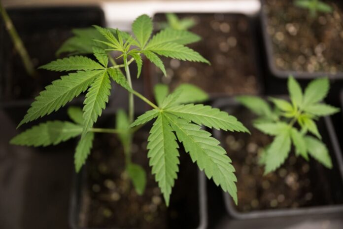 Cannabis-Anbau Die Fahnder hatten mehr als 6.300 Cannabis-Pflanzen sichergestellt. (Symbolbild)